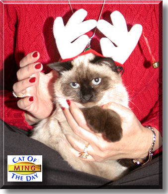 Ming, the Cat of the Day