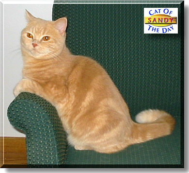 Sandy, the Cat of the Day