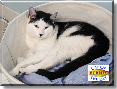 Bernie, the Cat of the Day