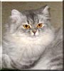 Duchess