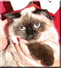 Ming