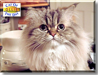 Ollie, the Cat of the Day