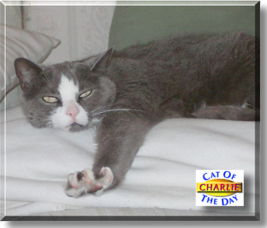 Charlie, the Cat of the Day