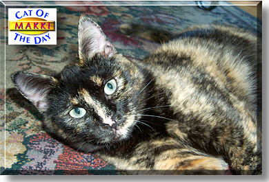 Makki, the Cat of the Day
