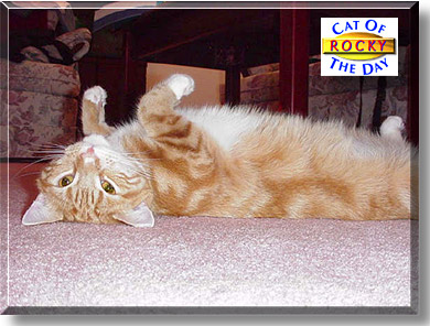 Rocky, the Cat of the Day