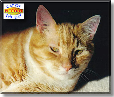 Piccolo, the Cat of the Day