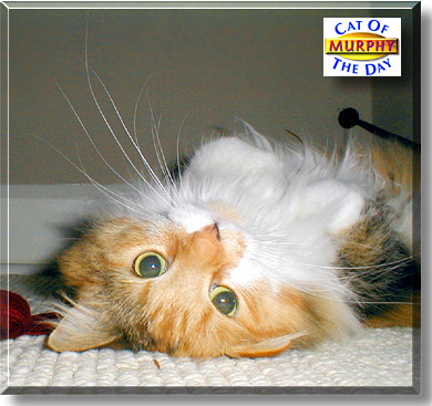 Murphy, the Cat of the Day