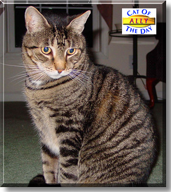 Ally, the Cat of the Day