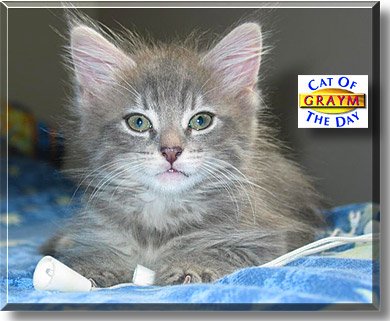 Graym, the Cat of the Day