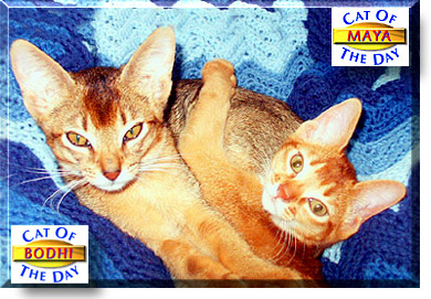 Bodhi and Maya, the Cat of the Day