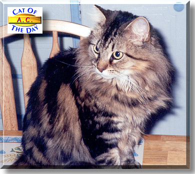 A.C., the Cat of the Day