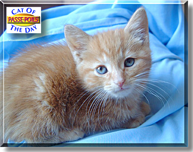 Passe-Poils, the Cat of the Day