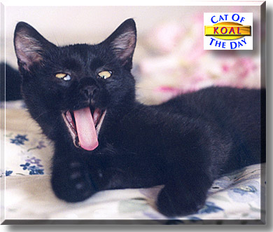 Koal, the Cat of the Day