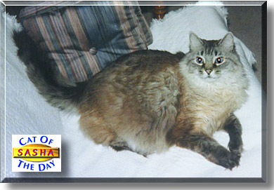 Sasha, the Cat of the Day