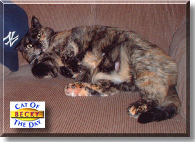 Rebecca Lee, the Cat of the Day