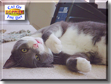 Doppler, the Cat of the Day