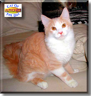 Alphonzo, the Cat of the Day