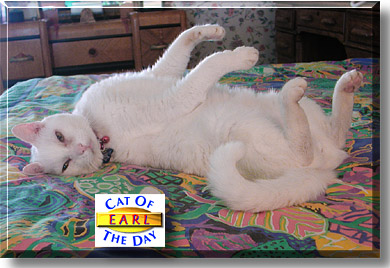 Earl, the Cat of the Day