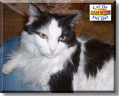 Samwise, the Cat of the Day