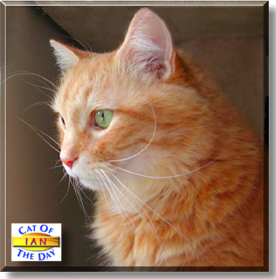 Ian, the Cat of the Day