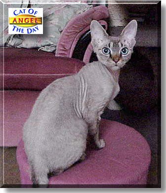 Angel, the Cat of the Day