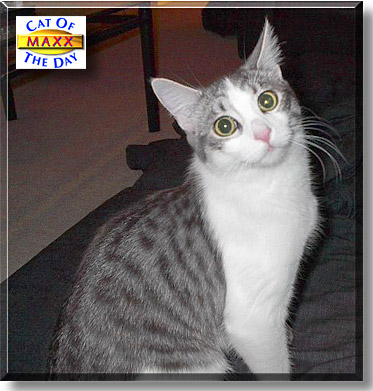 Maxx, the Cat of the Day