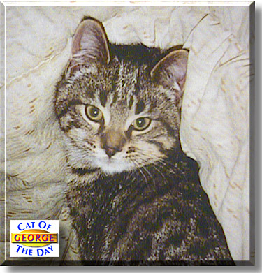 George, the Cat of the Day