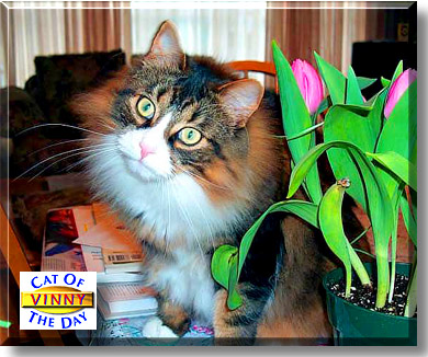 Vinny, the Cat of the Day