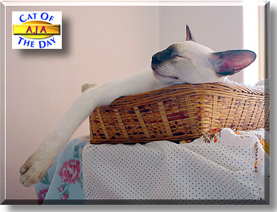 Aja, the Cat of the Day