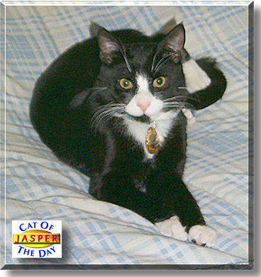 Jasper, the Cat of the Day