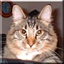 Widget