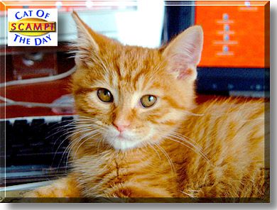Scampi Fries, the Cat of the Day