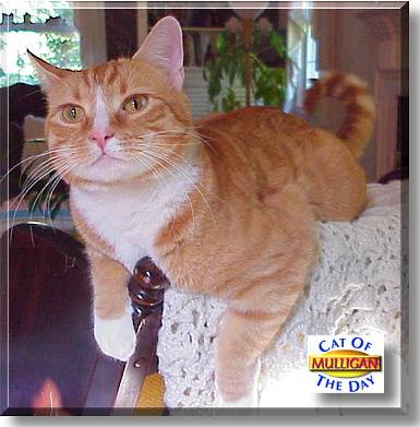 Mulligan, the Cat of the Day