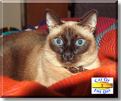 S, the Cat of the Day