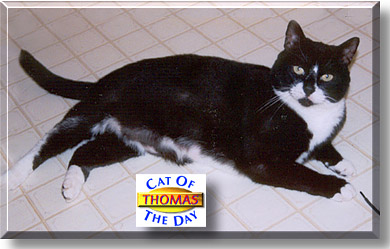 Thomas, the Cat of the Day