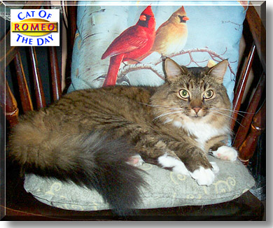 Romeo, the Cat of the Day