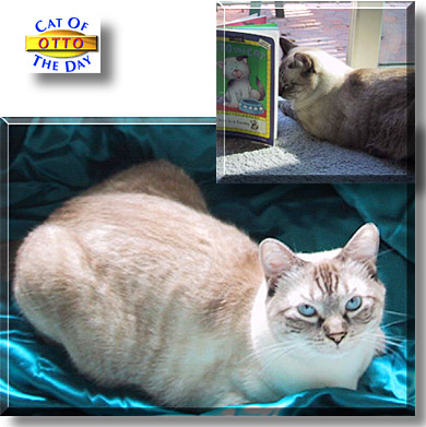 Otto, the Cat of the Day