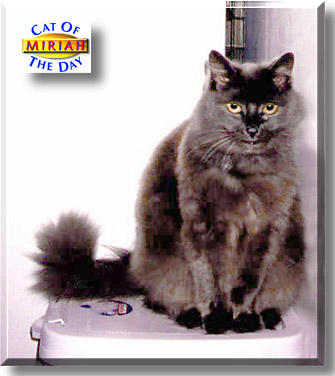 Miriah, the Cat of the Day