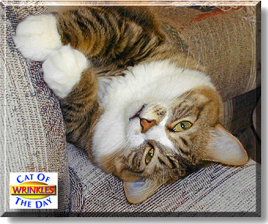 Wrinkles, the Cat of the Day
