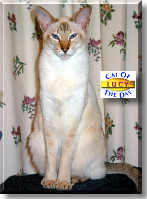 Nosemi Lady Lucy, the Cat of the Day