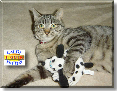 Tigger, the Cat of the Day