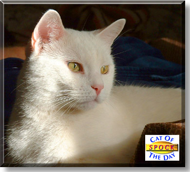 Mr. Spock, the Cat of the Day