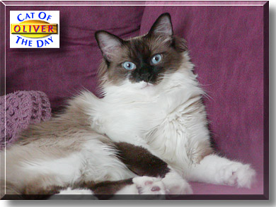 Oliver, the Cat of the Day
