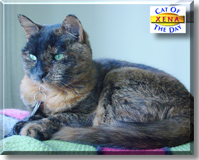 Xena, the Cat of the Day