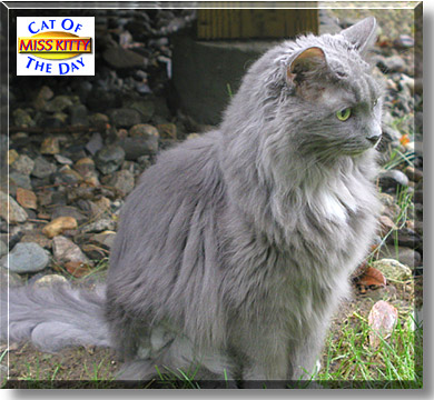 Miss Kitty, the Cat of the Day