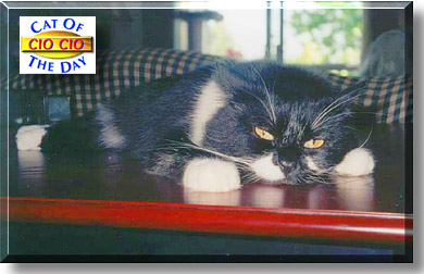 Cio Cio San, the Cat of the Day