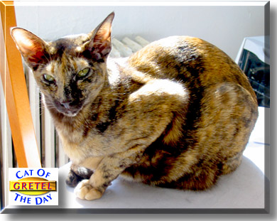 Gretel, the Cat of the Day
