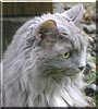 Miss Kitty