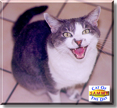 Sammy, the Cat of the Day