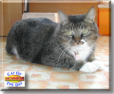 MeowMeow, the Cat of the Day